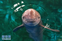 En Chine, lutte inégale pour les derniers marsouins du Yangtsé En Chine, lutte inégale pour les derniers marsouins du Yangtsé