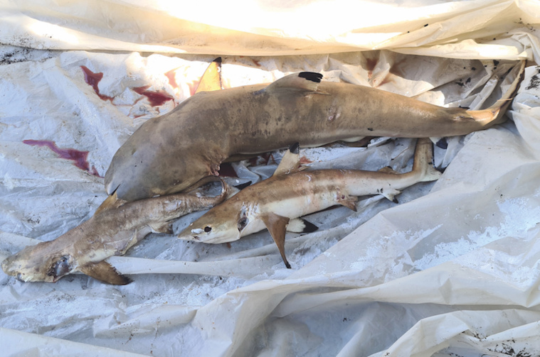 ​Trois requins pointe noire retrouvés morts à la Pointe Vénus