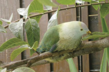 Ptilope des îles Sous-le-Vent, dit U’upa, répertorié sur la zone du CET. © Manu-SOP