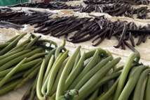 À Hao, la vanille paumotu c'est pour bientôt