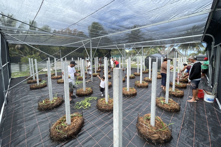 À Hao, la vanille paumotu c'est pour bientôt