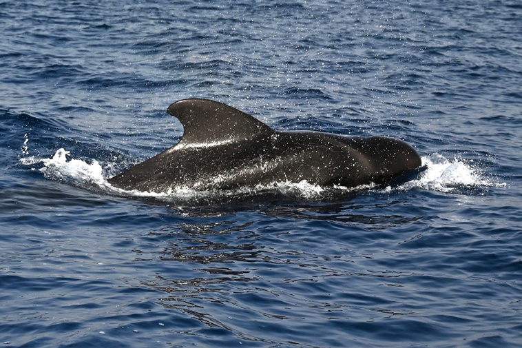 Photo d'iilustration. Gabriel BOUYS / AFP