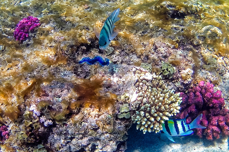 Crédit Khaled DESOUKI / AFP Crédit Khaled DESOUKI / AFP