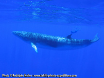 Un guide d’approche des cétacés est disponible sur le site de l’Observatoire des cétacés. Photo : Rodolphe Holler Un guide d’approche des cétacés est disponible sur le site de l’Observatoire des cétacés. Photo : Rodolphe Holler