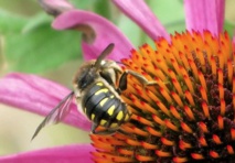 Des chercheurs reconstituent le paysage ancien de Marseille grâce aux insectes et aux pollens