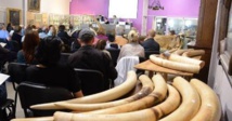 Vente record d'une tonne de défenses d'éléphant à Cannes Vente record d'une tonne de défenses d'éléphant à Cannes