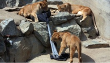 Un zoo créé sa griffe de jeans avec des lions et tigres stylistes Un zoo créé sa griffe de jeans avec des lions et tigres stylistes
