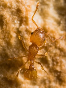 Petite fourmi de feu (crédit : Eli Sarnat)