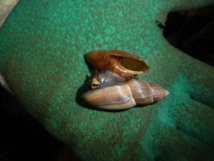 Un escargot carnivore dévore sa proie Un escargot carnivore dévore sa proie