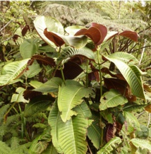 Le miconia est toujours hors de contrôle Le miconia est toujours hors de contrôle