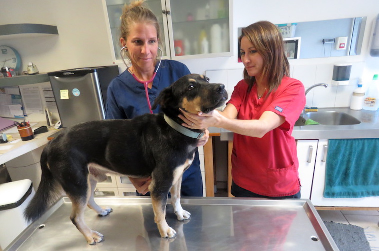 La campagne de stérilisation animale à Moorea a débuté depuis lundi. La campagne de stérilisation animale à Moorea a débuté depuis lundi.