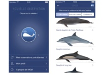 MObI, l'appli pour aider au recensement des baleines MObI, l'appli pour aider au recensement des baleines