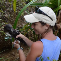 Oiseaux : une conférence ce samedi à Papeete sur les pétrels et les puffins