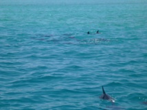 Photo : commune de Moorea-Maiao Photo : commune de Moorea-Maiao