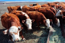 Le boeuf, une source de protéines qui coûte cher à l'environnement