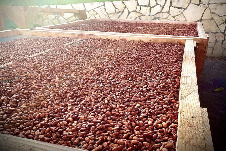 Les fèves sont récoltées, puis fermentées avant d’être séchées et transformées. Les fèves sont récoltées, puis fermentées avant d’être séchées et transformées.