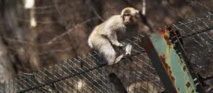 Le sang des singes de la région de Fukushima modifié Le sang des singes de la région de Fukushima modifié