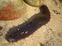 Le concombre de mer des lagons des Eparses se vend très bien en Asie Le concombre de mer des lagons des Eparses se vend très bien en Asie