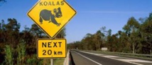 Agrippé à une voiture qui file sur l'autoroute, le koala survit Agrippé à une voiture qui file sur l'autoroute, le koala survit