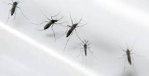 Brésil : inauguration d'un élevage de moustiques transgéniques contre la dengue