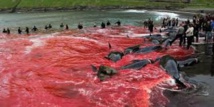 La chasse aux dauphins dits "pilotes" dans les Iles Féroé La chasse aux dauphins dits "pilotes" dans les Iles Féroé