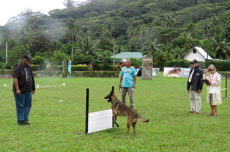 Des maîtres-chiens d’excellence à Moorea Des maîtres-chiens d’excellence à Moorea