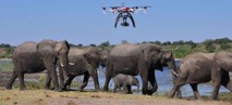 La technologie pour protéger éléphants et rhinocéros du braconnage en Afrique La technologie pour protéger éléphants et rhinocéros du braconnage en Afrique