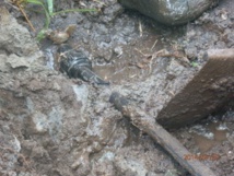 De nombreuses coupures d'eau prévues à Mahina mardi et mercredi prochains De nombreuses coupures d'eau prévues à Mahina mardi et mercredi prochains