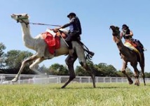 Dans la Sarthe, les passionnés de course de dromadaires rêvent de reconnaissance Dans la Sarthe, les passionnés de course de dromadaires rêvent de reconnaissance