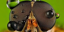 La mouche de l'Antarctique, insecte de l'extrême au génome minuscule