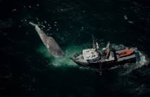 Protection des baleines: les bateaux de six compagnies maritimes vont ralentir