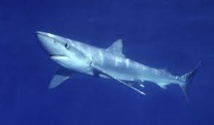 Un requin bleu aperçu devant la plage d'Ostie, près de Rome Un requin bleu aperçu devant la plage d'Ostie, près de Rome