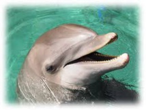 Les dauphins poussent des cris perçants quand ils sont contents Les dauphins poussent des cris perçants quand ils sont contents