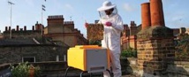 Les abeilles sauvages se portent bien en ville Les abeilles sauvages se portent bien en ville