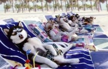 Sur le littoral romain, une plage réservée aux chiens