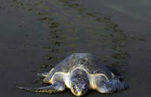 Nicaragua: arrivée de tortues sous la protection de l'armée Nicaragua: arrivée de tortues sous la protection de l'armée