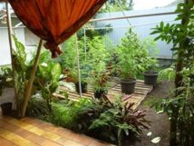 Quelques uns des plants de pakalolo découverts à Papara. Quelques uns des plants de pakalolo découverts à Papara.