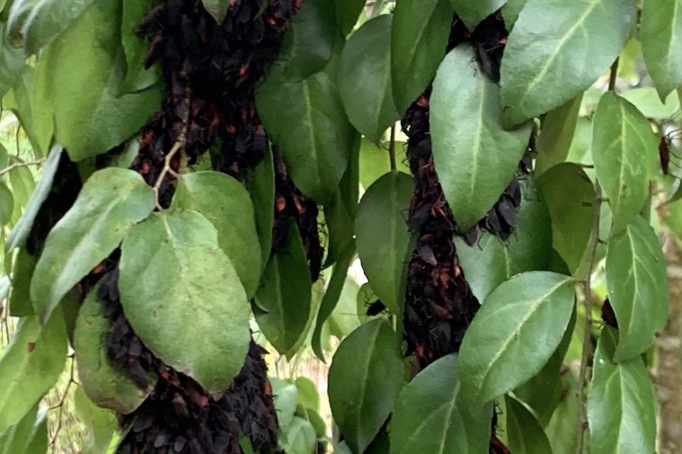 Invasion de punaises noires à Ua Pou Invasion de punaises noires à Ua Pou