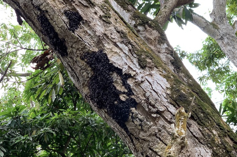 Invasion de punaises noires à Ua Pou Invasion de punaises noires à Ua Pou