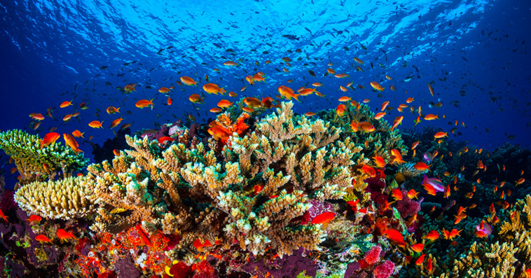 La Grande Barrière de corail risque d'être classée parmi les sites 