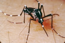 L’épidémie de dengue reste active en Polynésie, le chikungunya scruté de près
