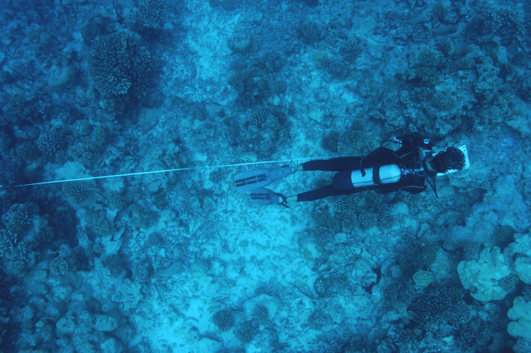 Le milieu coralien de Nuku Hiva “très stable”