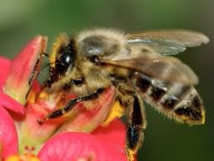 L'abeille, une diversité génétique étonnante pour un animal domestique