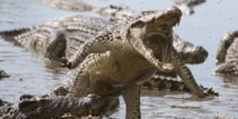 Nouvelles attaques de crocodiles en Australie et aux Salomon