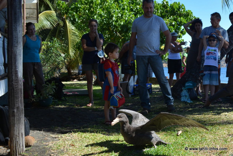 Le pétrel géant se dégourdit les ailes Le pétrel géant se dégourdit les ailes