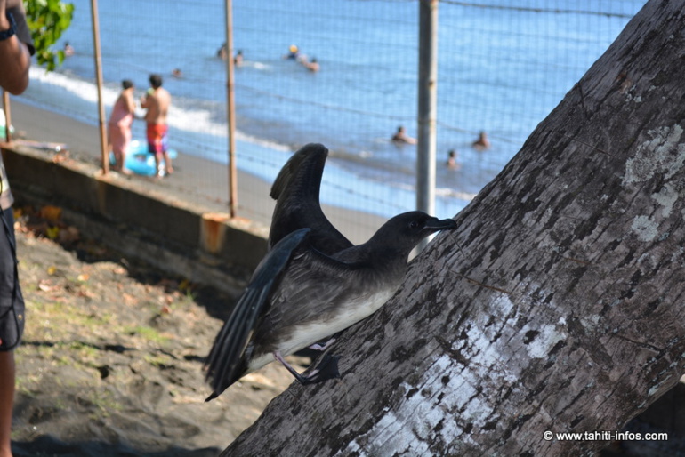 Manu relâche deux pétrels de Tahiti et recueille un pétrel géant Manu relâche deux pétrels de Tahiti et recueille un pétrel géant