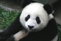 Chine: la "gestation simulée" d'un panda qui voulait profiter de rations supplémentaires Chine: la "gestation simulée" d'un panda qui voulait profiter de rations supplémentaires
