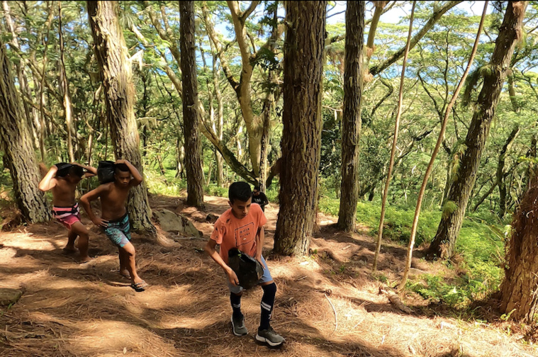 15 collégiens ont transporté puis planté des pieds de kouariki, issus de graines de l'île de Kamaka. 15 collégiens ont transporté puis planté des pieds de kouariki, issus de graines de l'île de Kamaka.