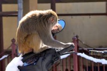 Inde: un singe joue les Robin des Bois en lâchant des billets Inde: un singe joue les Robin des Bois en lâchant des billets