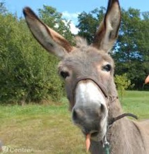 Une association de protection des ânes poursuit une ex-employée pour diffamation Une association de protection des ânes poursuit une ex-employée pour diffamation